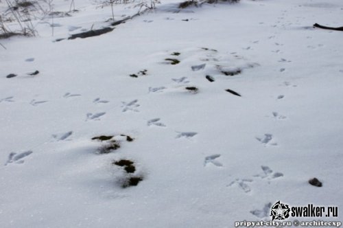 Село Копачи - база МТС, Киевская область Село Копачи - база МТС, Киевская область